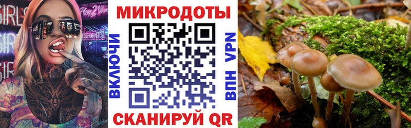 ОМГ ОМГ зеркало  Кашин  Галлюциногенные грибы Psilocybine cubensis 
